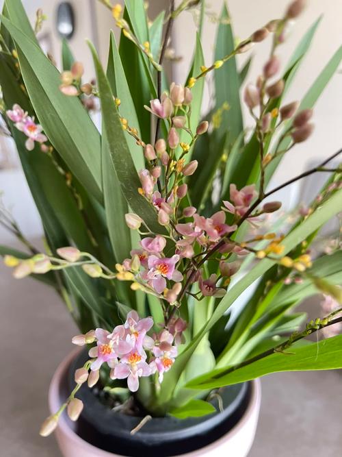 梦香兰的种植方法，梦香兰怎么养才能开花-第3张图片-优品飞百科