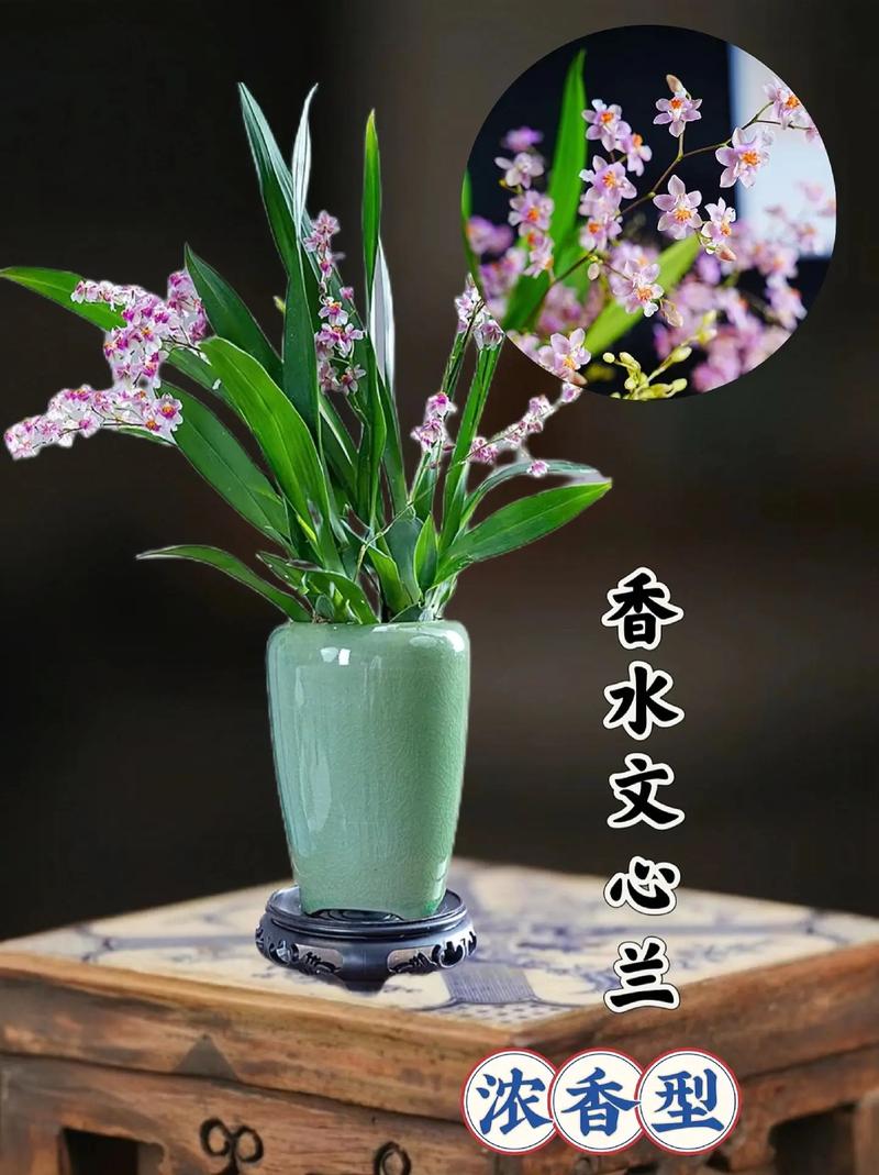 梦香兰的种植方法，梦香兰怎么养才能开花-第4张图片-优品飞百科