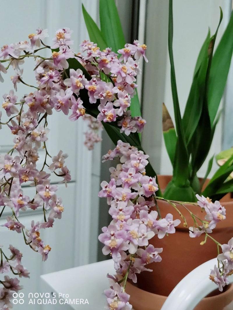 梦香兰的种植方法，梦香兰怎么养才能开花-第6张图片-优品飞百科