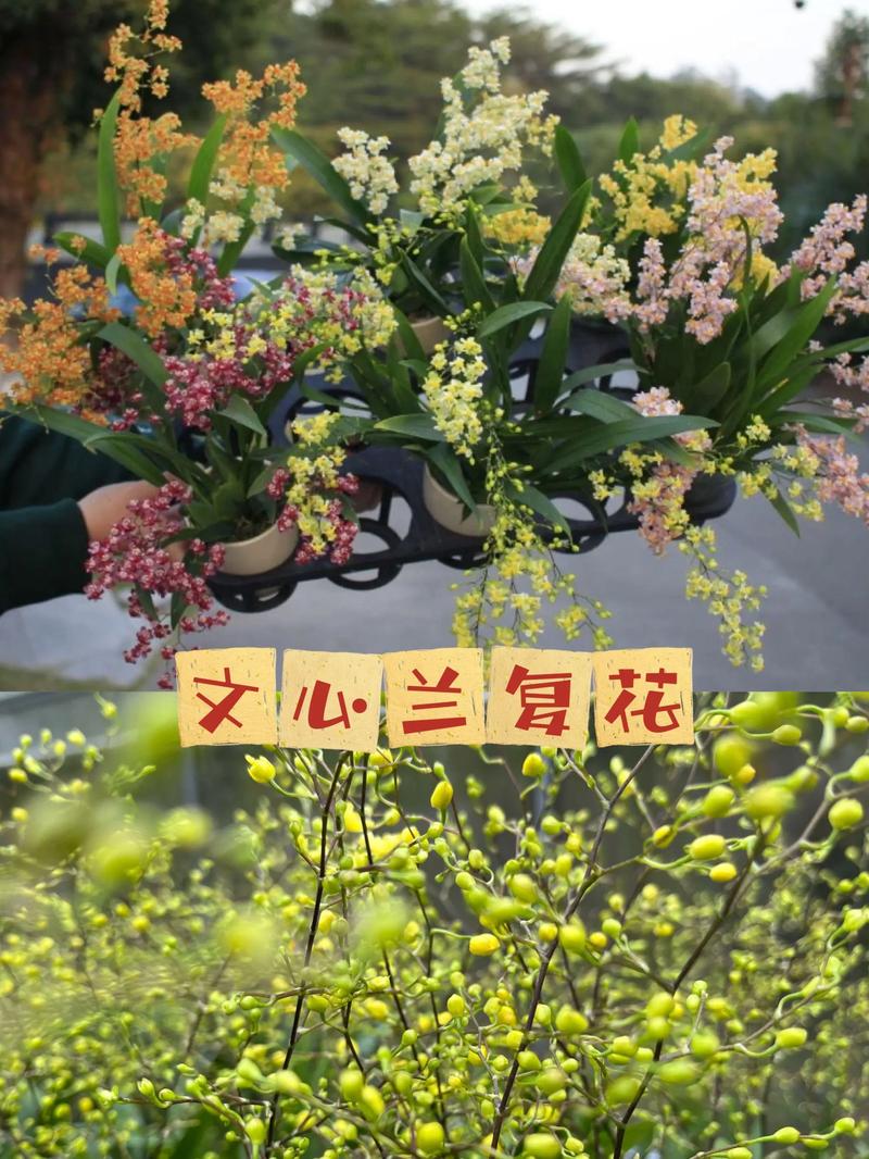 梦香兰的种植方法，梦香兰怎么养才能开花-第5张图片-优品飞百科