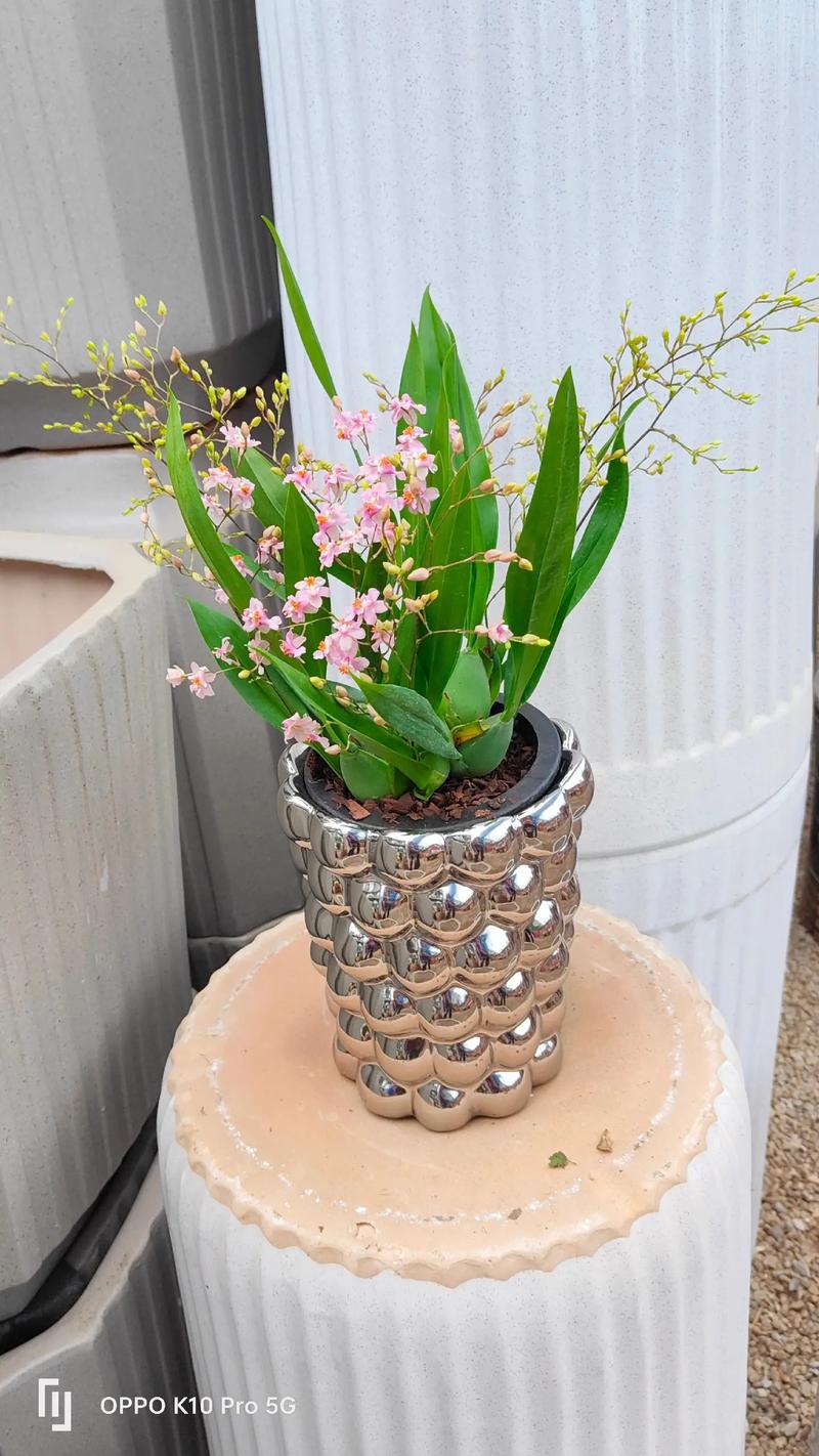 梦香兰的种植方法，梦香兰怎么养才能开花-第7张图片-优品飞百科