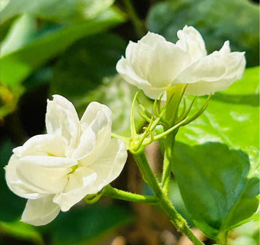 茉莉可以浇啤酒么？茉莉可以浇啤酒么视频？-第3张图片-优品飞百科