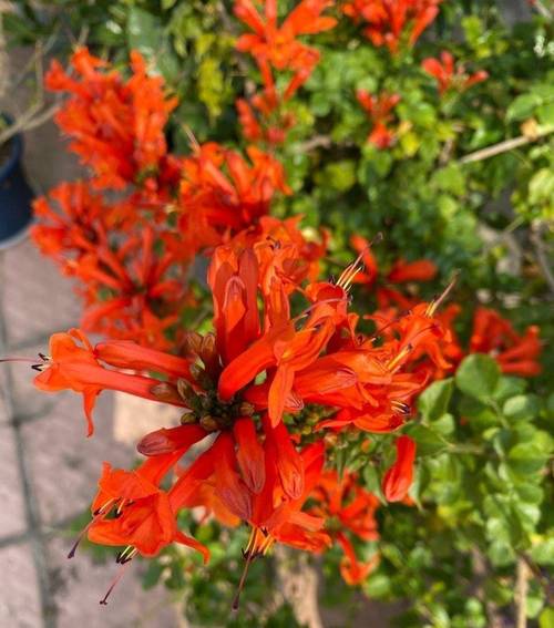 冬天室外可以种什么花，冬天室外可以种什么花最合适？-第1张图片-优品飞百科