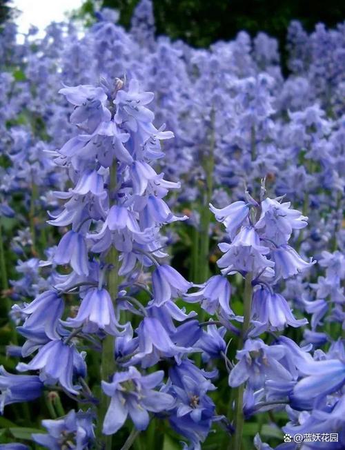 冬天室外可以种什么花，冬天室外可以种什么花最合适？-第4张图片-优品飞百科