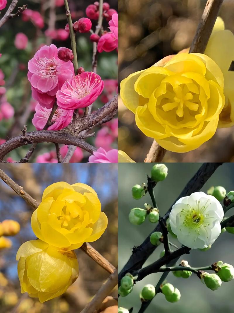 冬天室外可以种什么花，冬天室外可以种什么花最合适？-第6张图片-优品飞百科