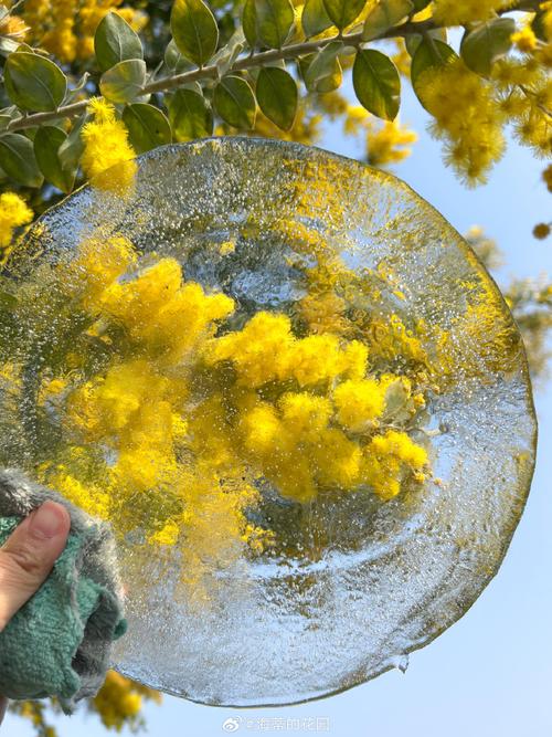 冬天室外可以种什么花，冬天室外可以种什么花最合适？-第7张图片-优品飞百科