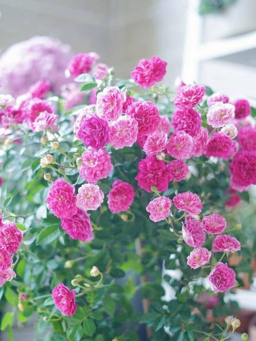 冬天室外可以种什么花，冬天室外可以种什么花最合适？-第8张图片-优品飞百科