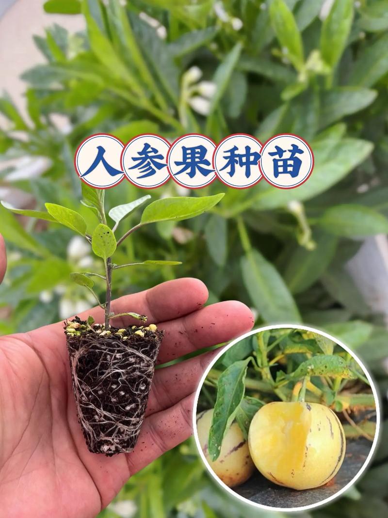 人参果树几年开花结果？人参果树多少年开花？-第1张图片-优品飞百科
