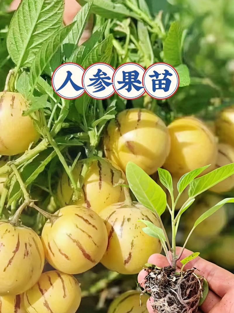 人参果树几年开花结果？人参果树多少年开花？-第2张图片-优品飞百科