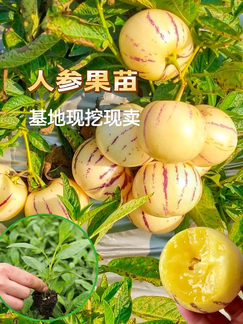 人参果树几年开花结果？人参果树多少年开花？-第3张图片-优品飞百科