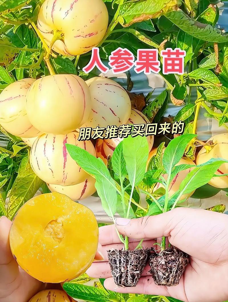 人参果树几年开花结果？人参果树多少年开花？-第4张图片-优品飞百科