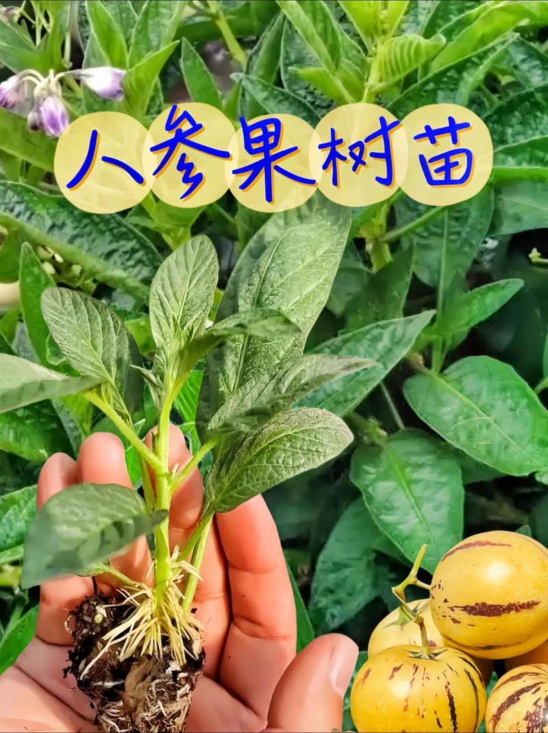 人参果树几年开花结果？人参果树多少年开花？-第5张图片-优品飞百科