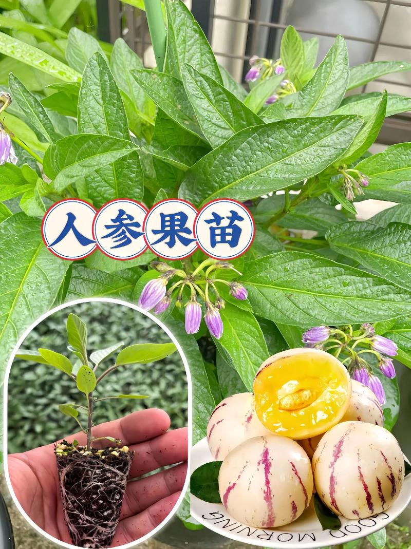 人参果树几年开花结果？人参果树多少年开花？-第6张图片-优品飞百科