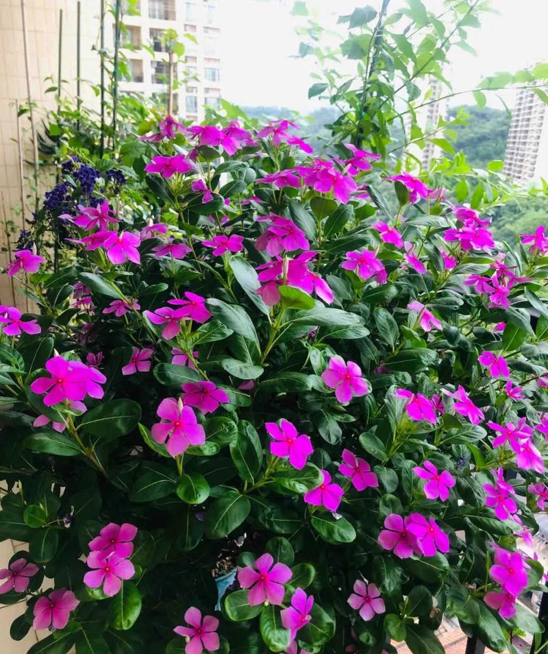 长春花怎么养？长春花怎么养才长得好？-第2张图片-优品飞百科