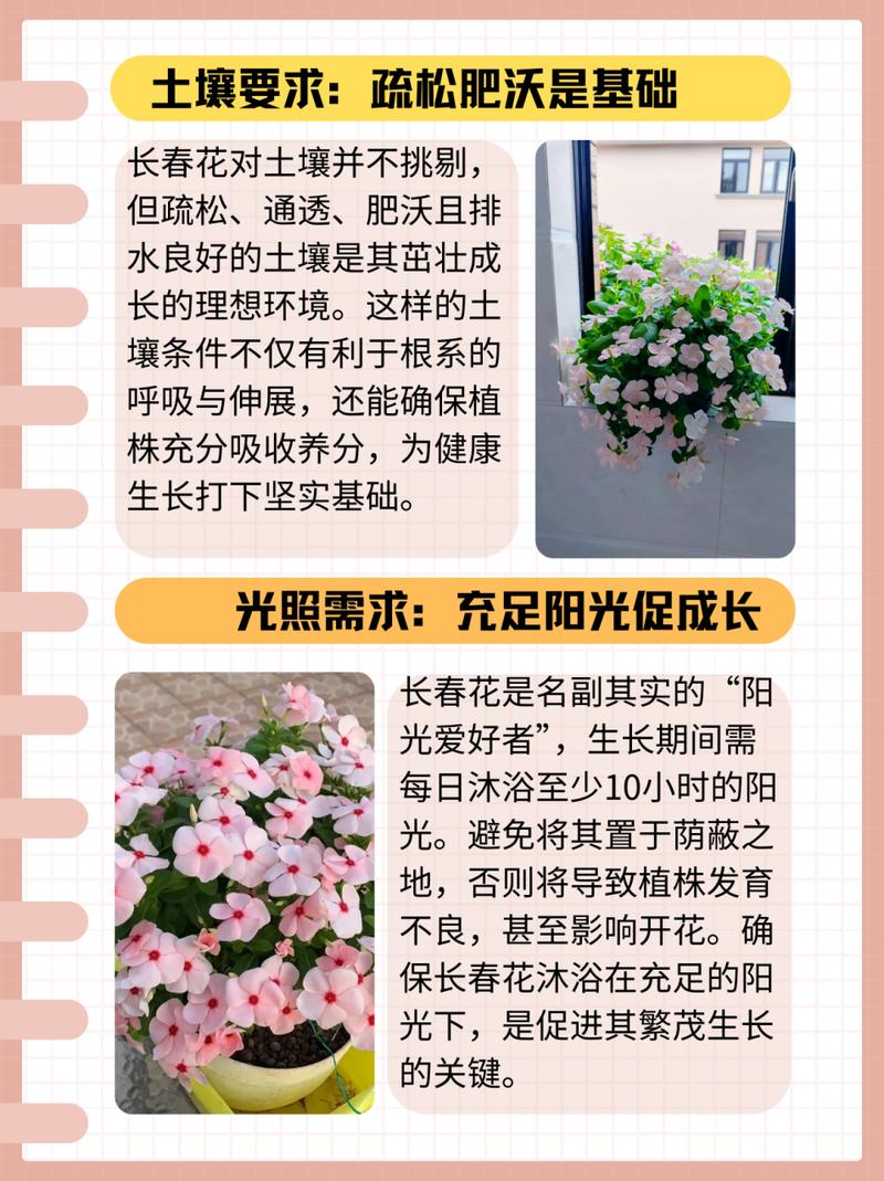 长春花怎么养？长春花怎么养才长得好？-第5张图片-优品飞百科