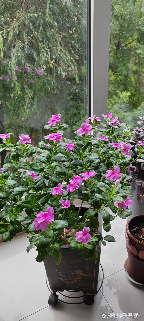 长春花怎么养？长春花怎么养才长得好？-第6张图片-优品飞百科