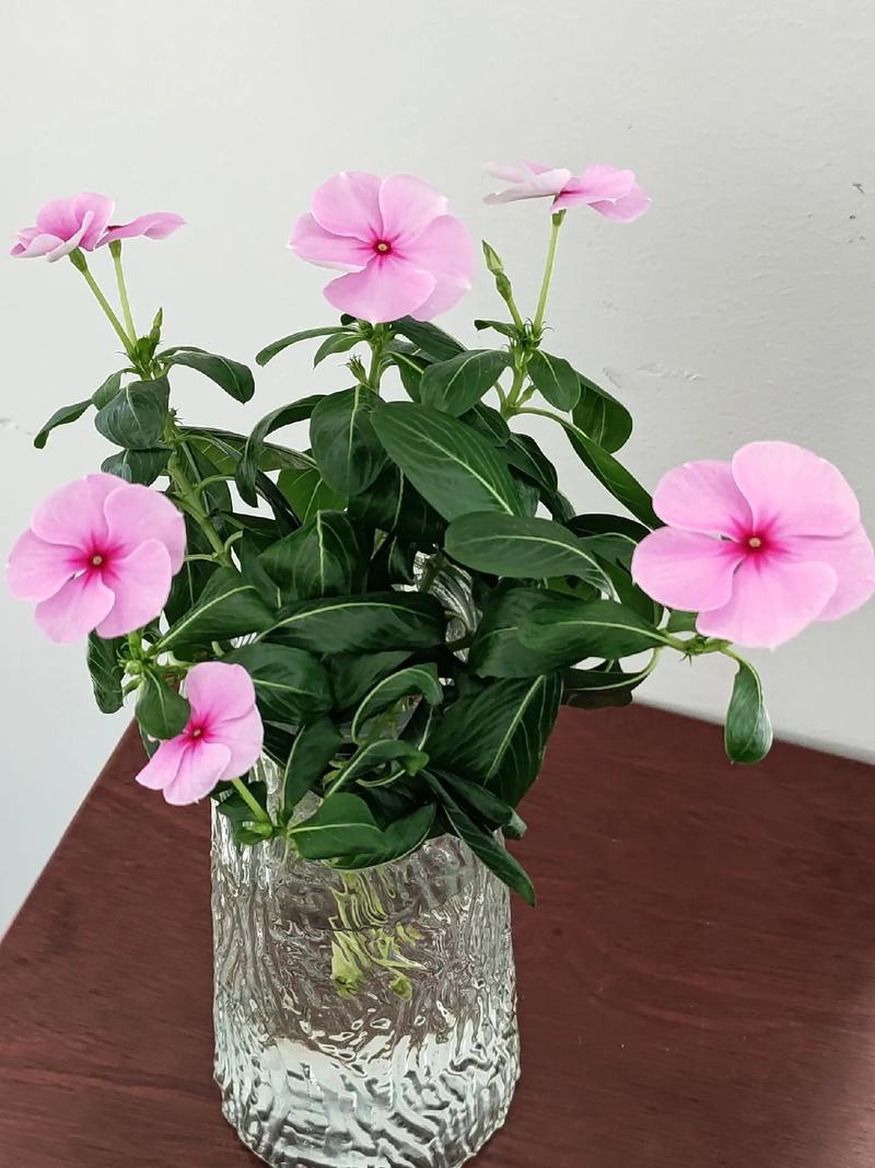 长春花怎么养？长春花怎么养才长得好？-第7张图片-优品飞百科