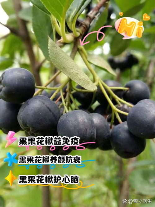 家里种盆“黑果”?黑果树盆景图片大全?-第1张图片-优品飞百科 家里种盆“黑果”?黑果树盆景图片大全?-第1张图片-优品飞百科