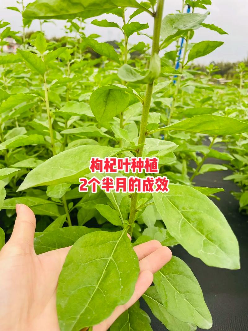 家里种盆“黑果”?黑果树盆景图片大全?-第2张图片-优品飞百科 家里种盆“黑果”?黑果树盆景图片大全?-第2张图片-优品飞百科