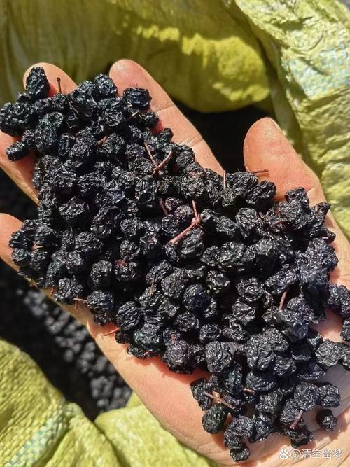 家里种盆“黑果”?黑果树盆景图片大全?-第3张图片-优品飞百科 家里种盆“黑果”?黑果树盆景图片大全?-第3张图片-优品飞百科