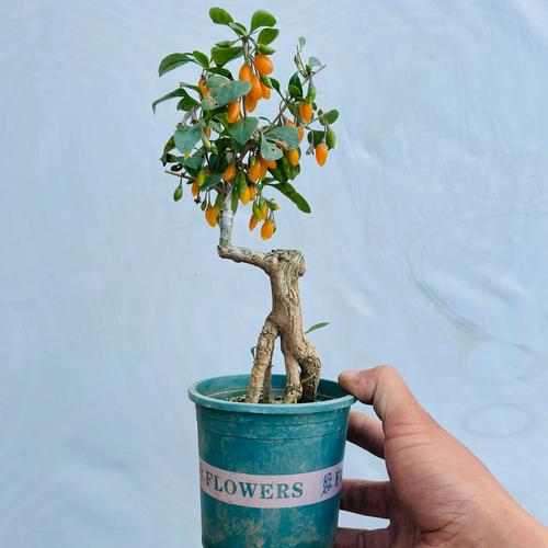 家里种盆“黑果”?黑果树盆景图片大全?-第5张图片-优品飞百科 家里种盆“黑果”?黑果树盆景图片大全?-第5张图片-优品飞百科