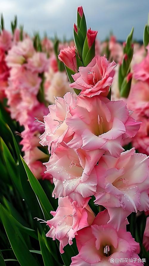 剑兰花应该怎么养，剑兰花怎么养殖-第1张图片-优品飞百科