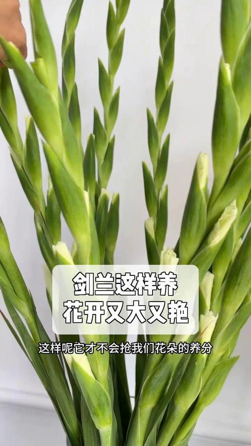 剑兰花应该怎么养，剑兰花怎么养殖-第2张图片-优品飞百科