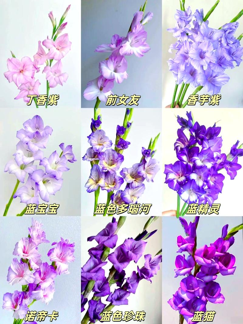 剑兰花应该怎么养，剑兰花怎么养殖-第4张图片-优品飞百科