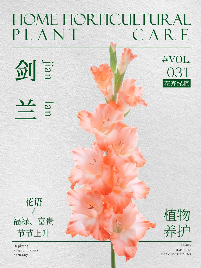 剑兰花应该怎么养，剑兰花怎么养殖-第5张图片-优品飞百科