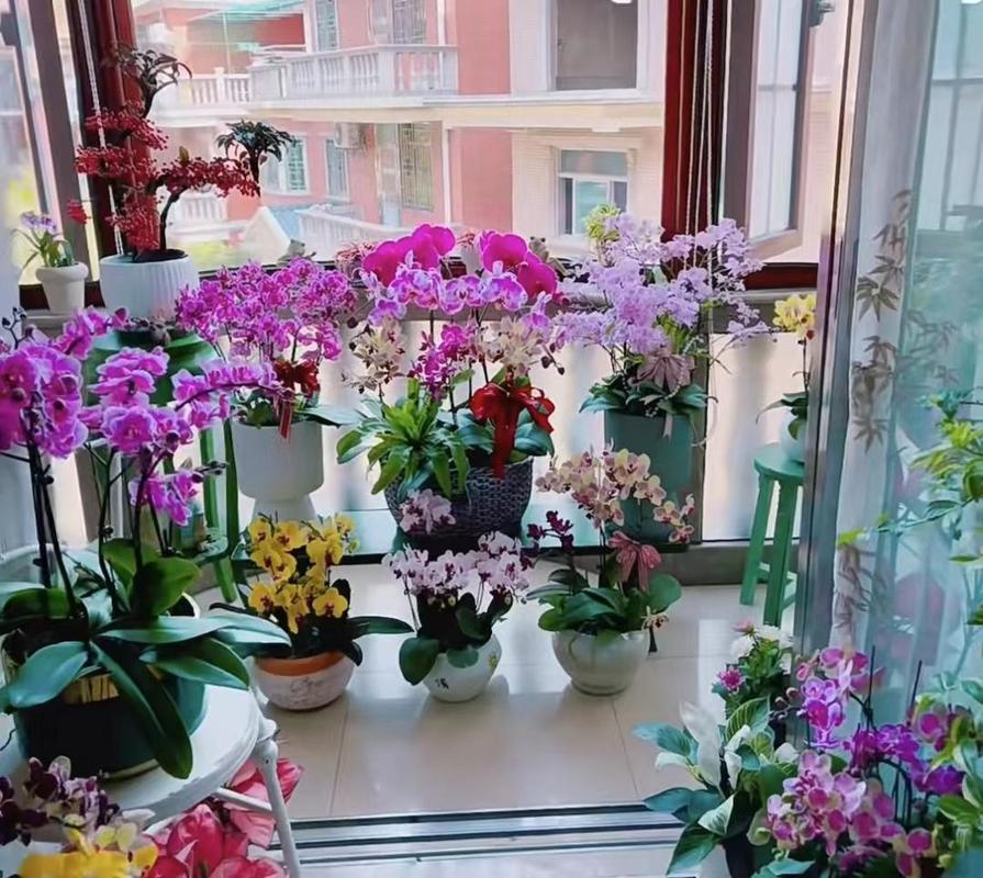 家里花总养不好，家里花总养不好什么原因-第1张图片-优品飞百科