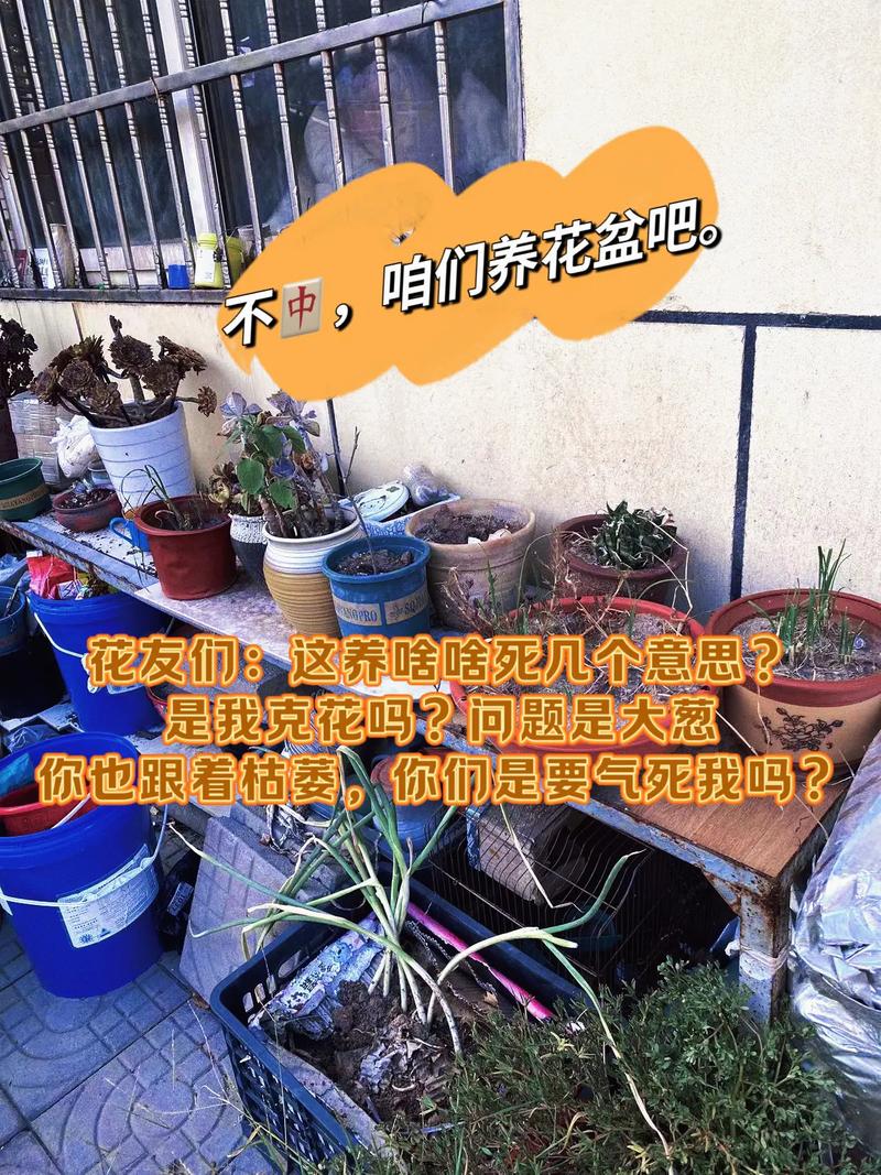 家里花总养不好，家里花总养不好什么原因-第2张图片-优品飞百科