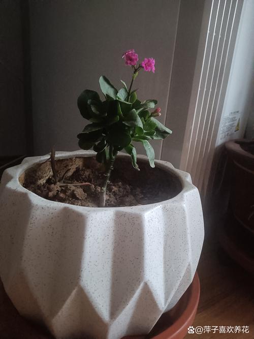 家里花总养不好，家里花总养不好什么原因-第3张图片-优品飞百科