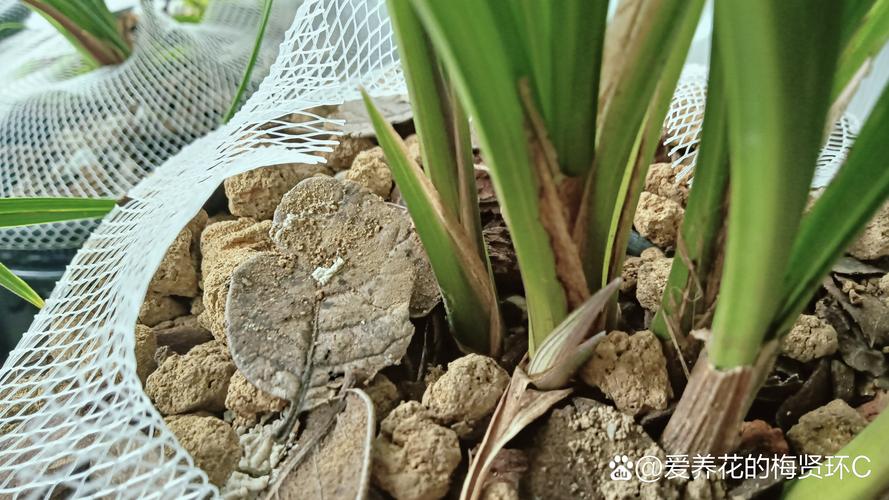 家里花总养不好，家里花总养不好什么原因-第5张图片-优品飞百科