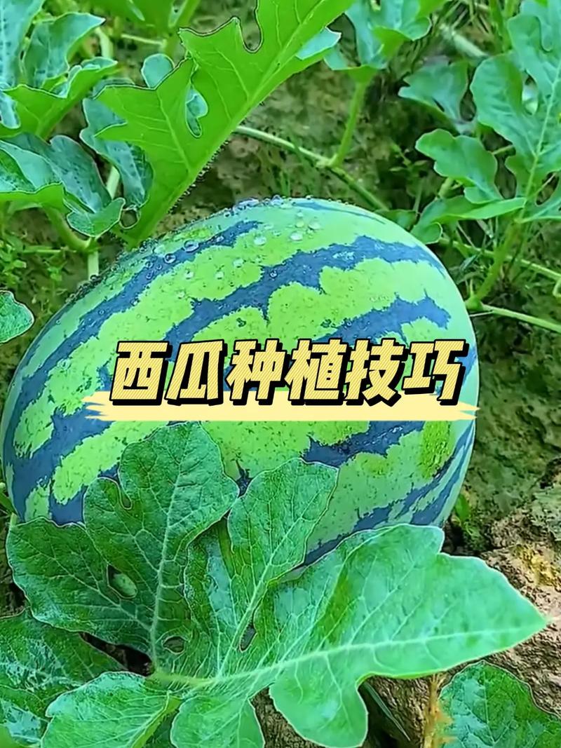 西瓜什么时候种，什么时候种西瓜比较好季节？-第1张图片-优品飞百科