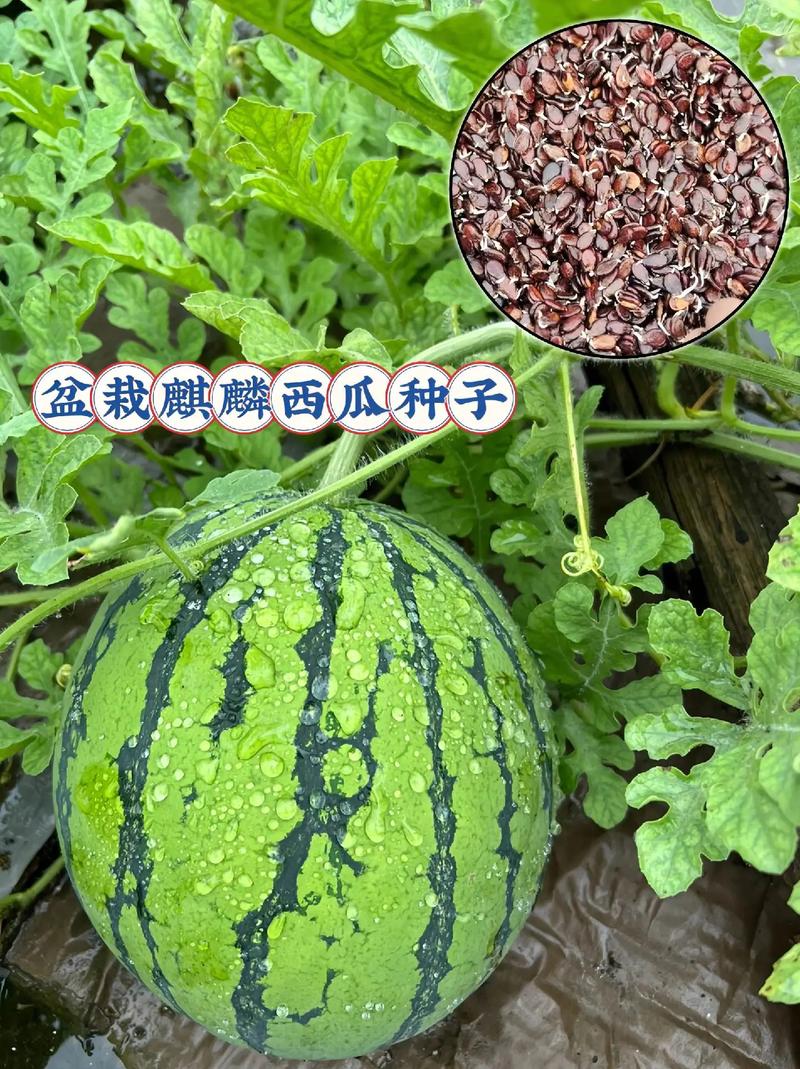 西瓜什么时候种，什么时候种西瓜比较好季节？-第3张图片-优品飞百科