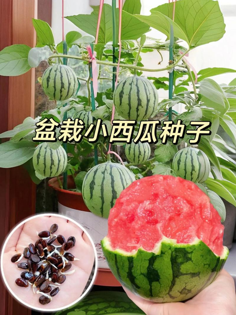 西瓜什么时候种，什么时候种西瓜比较好季节？-第4张图片-优品飞百科