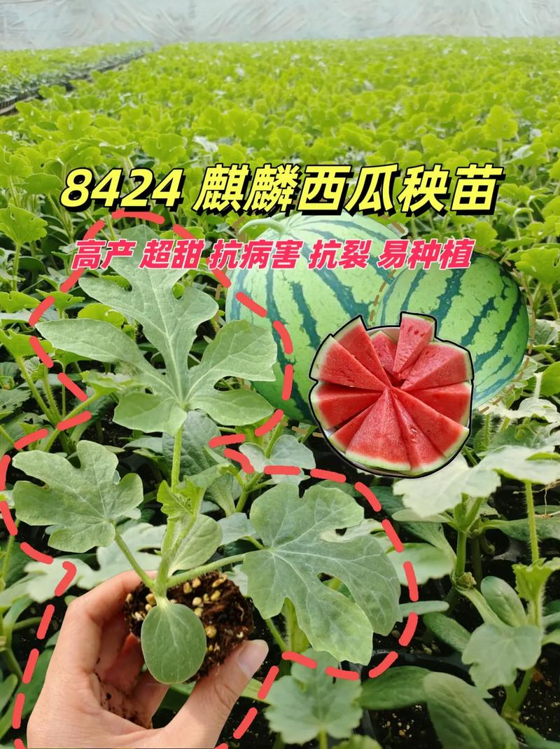西瓜什么时候种，什么时候种西瓜比较好季节？-第5张图片-优品飞百科