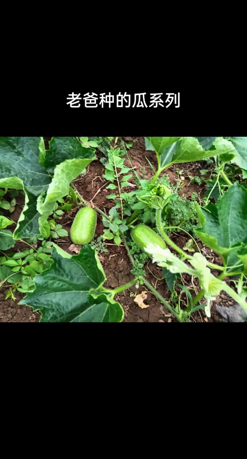 西瓜什么时候种，什么时候种西瓜比较好季节？-第7张图片-优品飞百科