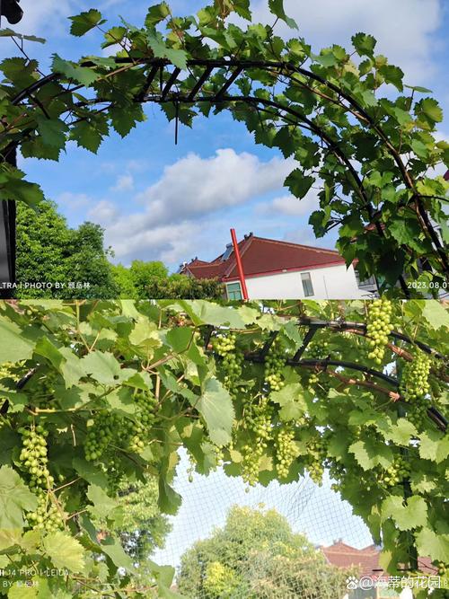盆栽葡萄种植方法，盆栽葡萄种植方法与技术管理视频-第1张图片-优品飞百科