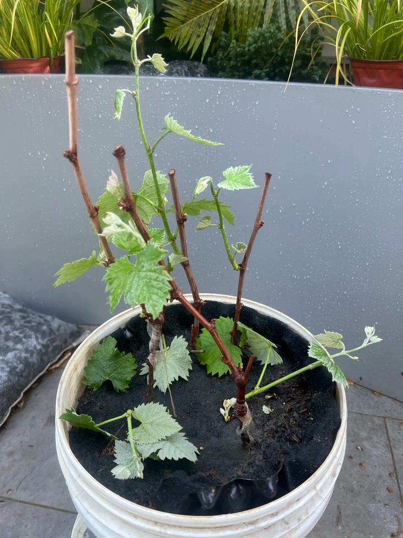 盆栽葡萄种植方法，盆栽葡萄种植方法与技术管理视频-第2张图片-优品飞百科