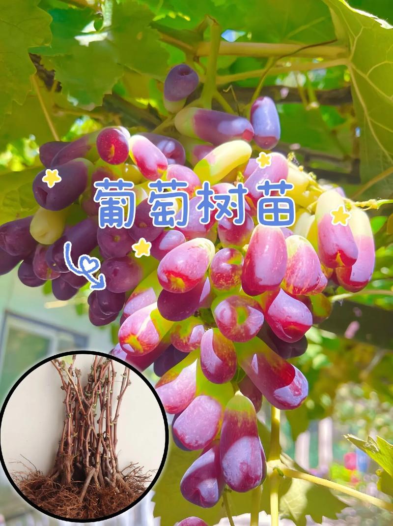 盆栽葡萄种植方法，盆栽葡萄种植方法与技术管理视频-第3张图片-优品飞百科