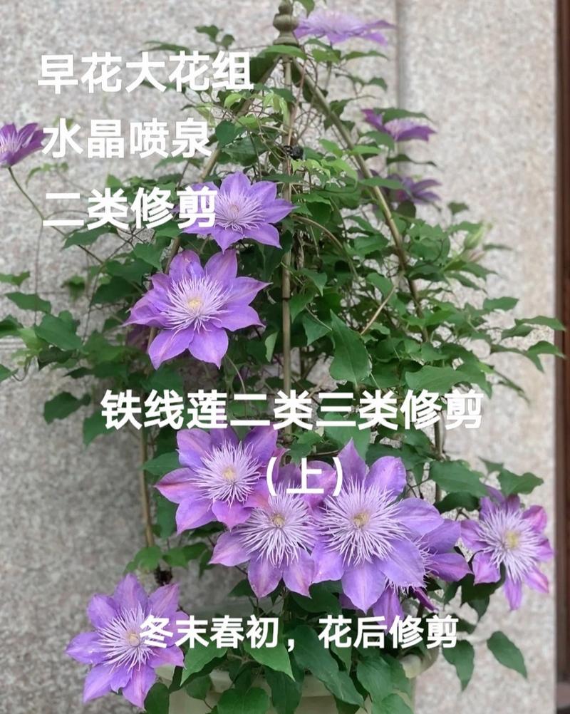 铁线莲三类修剪,铁线莲三类修剪是什么意思-第1张图片-优品飞百科 铁线莲三类修剪,铁线莲三类修剪是什么意思-第1张图片-优品飞百科