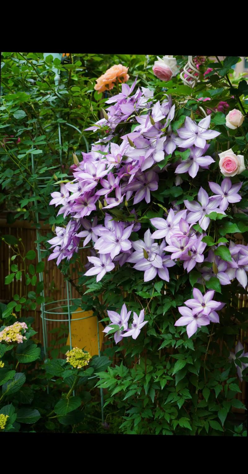 铁线莲三类修剪,铁线莲三类修剪是什么意思-第4张图片-优品飞百科 铁线莲三类修剪,铁线莲三类修剪是什么意思-第4张图片-优品飞百科