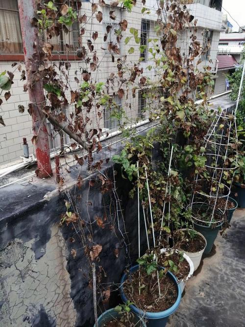 铁线莲三类修剪,铁线莲三类修剪是什么意思-第5张图片-优品飞百科 铁线莲三类修剪,铁线莲三类修剪是什么意思-第5张图片-优品飞百科