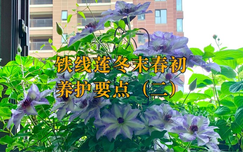 铁线莲三类修剪,铁线莲三类修剪是什么意思-第6张图片-优品飞百科 铁线莲三类修剪,铁线莲三类修剪是什么意思-第6张图片-优品飞百科