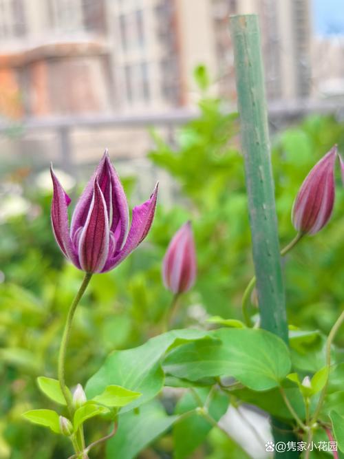 铁线莲三类修剪,铁线莲三类修剪是什么意思-第7张图片-优品飞百科 铁线莲三类修剪,铁线莲三类修剪是什么意思-第7张图片-优品飞百科