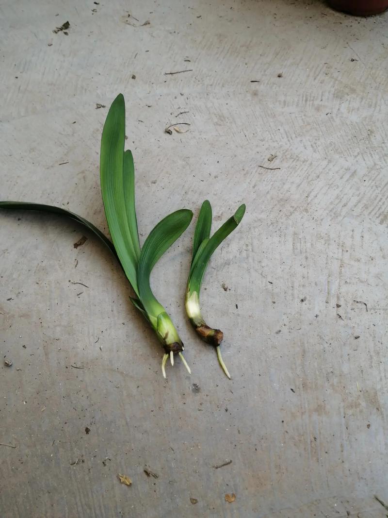 无根君子兰水培生根怎么做？无根君子兰水培生根视频？-第1张图片-优品飞百科