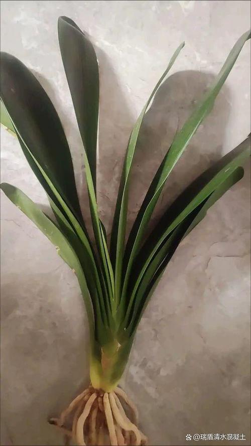 无根君子兰水培生根怎么做？无根君子兰水培生根视频？-第2张图片-优品飞百科