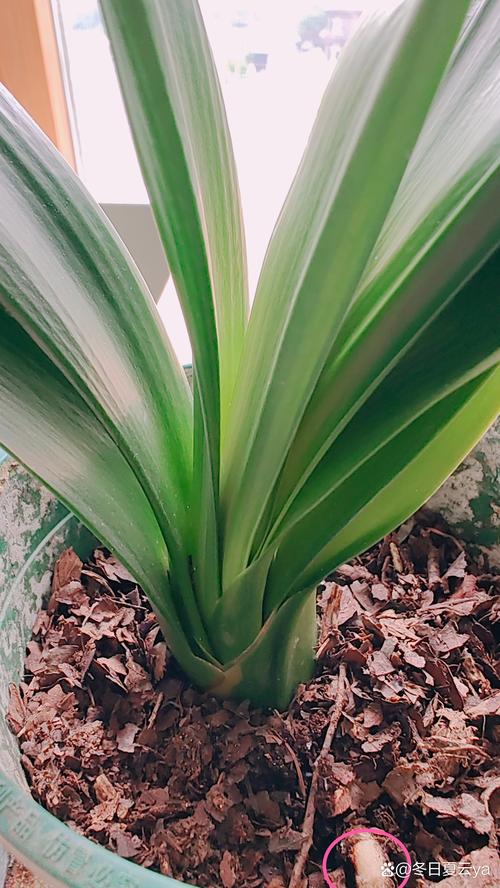 无根君子兰水培生根怎么做？无根君子兰水培生根视频？-第3张图片-优品飞百科