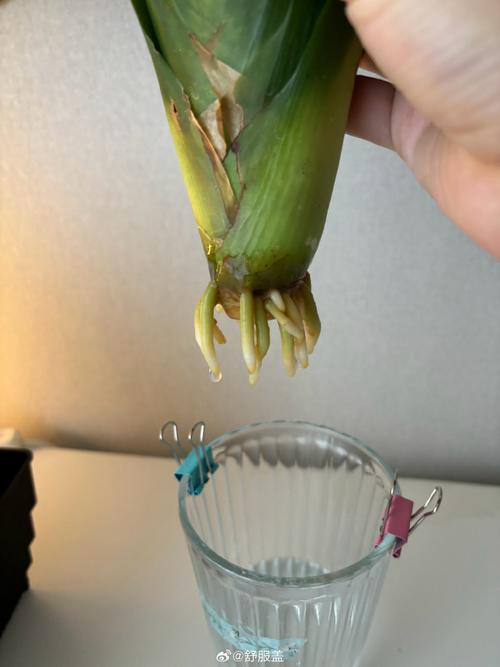 无根君子兰水培生根怎么做？无根君子兰水培生根视频？-第4张图片-优品飞百科